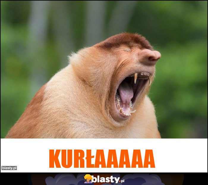 Kurłaaaaa