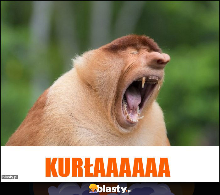 Kurłaaaaaa