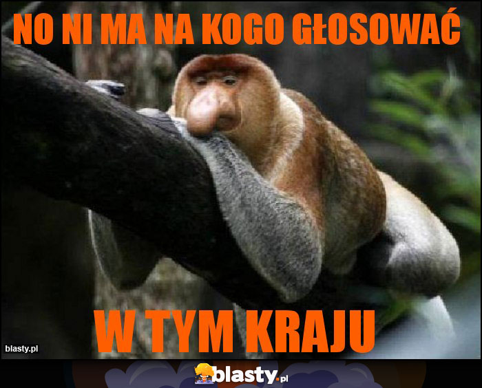 No ni ma na kogo głosować