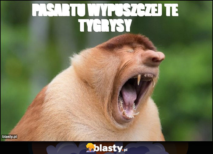 PASARTU WYPUSZCZEJ TE TYGRYSY