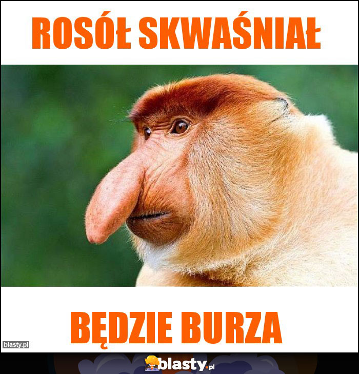 Rosół Skwaśniał