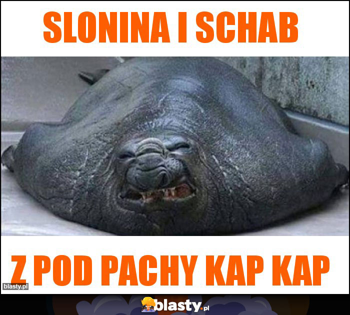 Slonina i schab