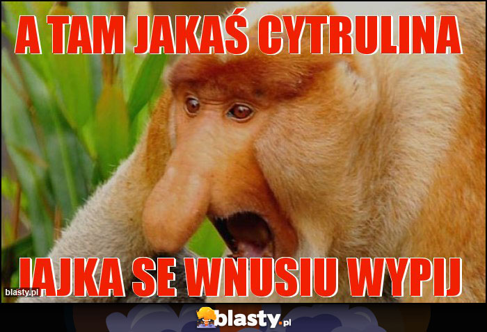 a tam jakaś cytrulina