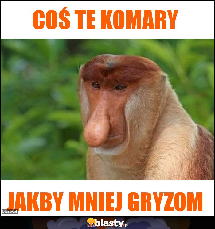 Coś te komary