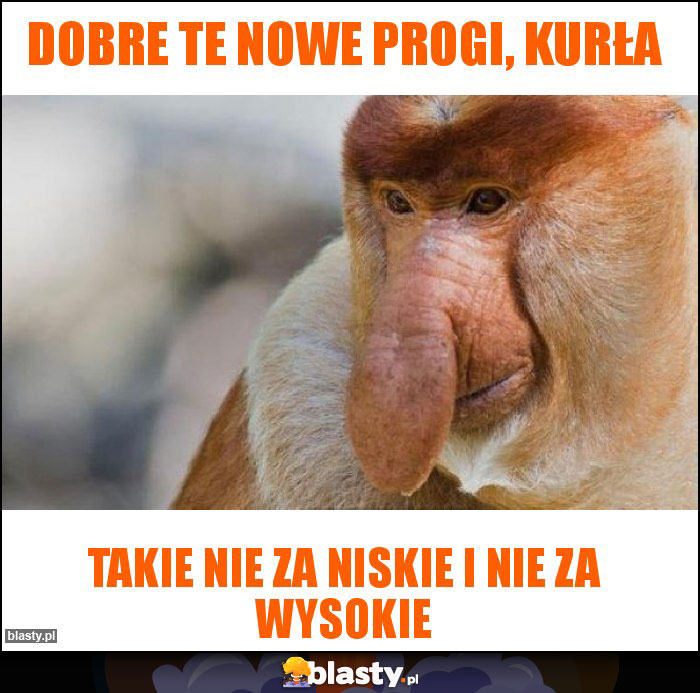 Dobre te nowe progi, kurła