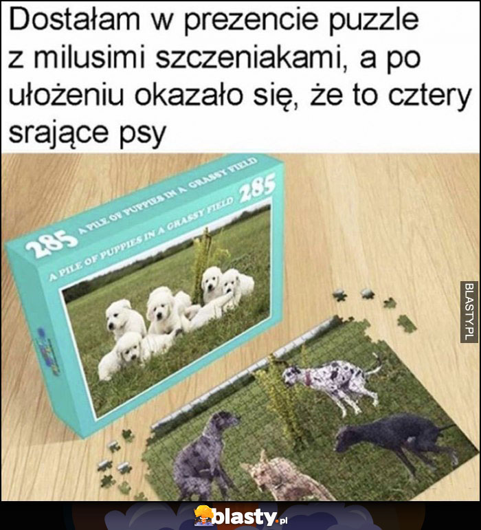 Dostałam w prezencie puzzle z milusimi szczeniakami, a po ułożeniu okazało się, że to cztery srające psy