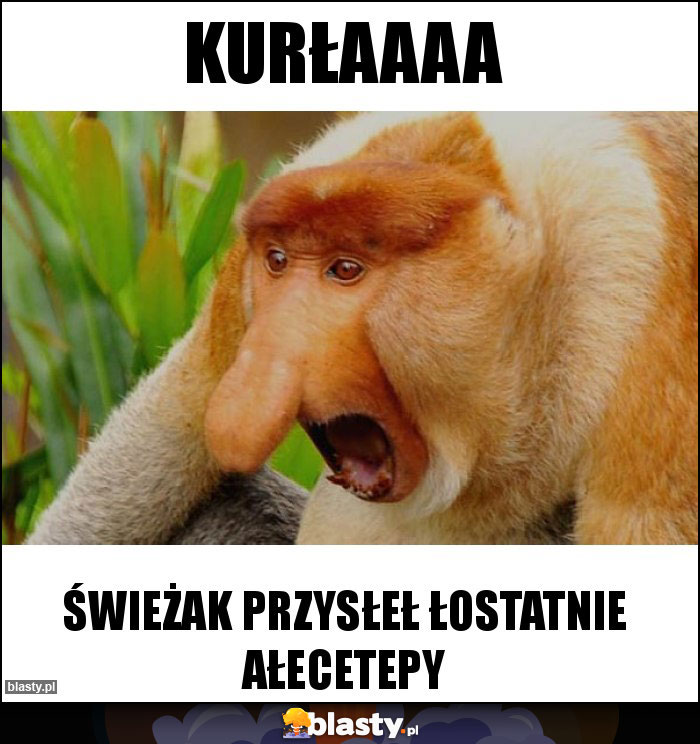 Kurłaaaa