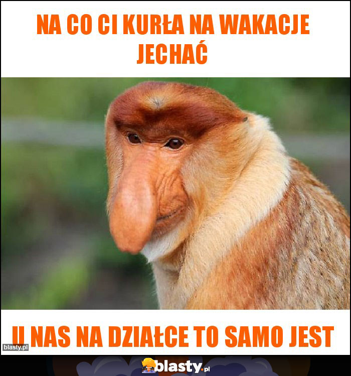 Na co ci kurła na wakacje jechać