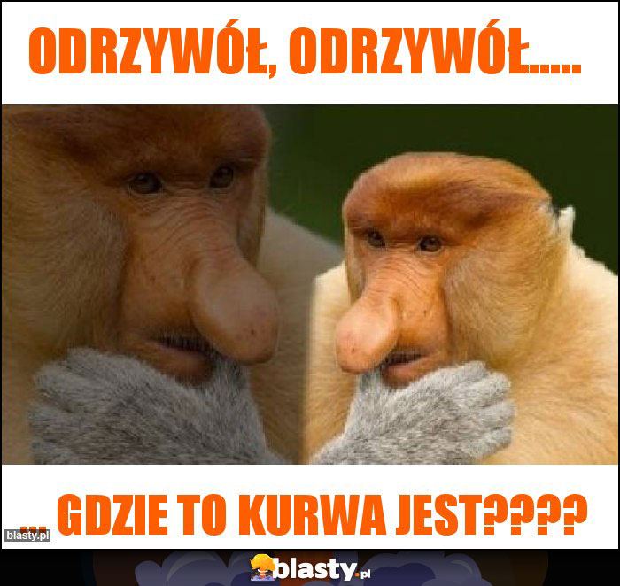 Odrzywół, odrzywół.....