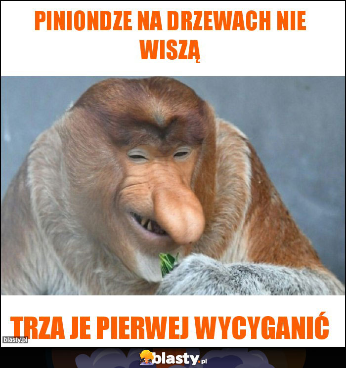 Piniondze na drzewach nie wiszą