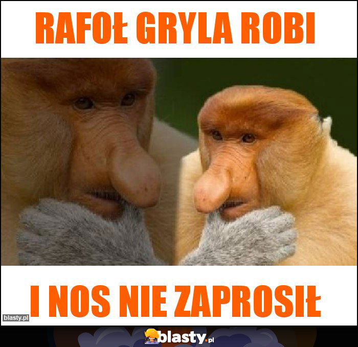 Rafoł gryla robi