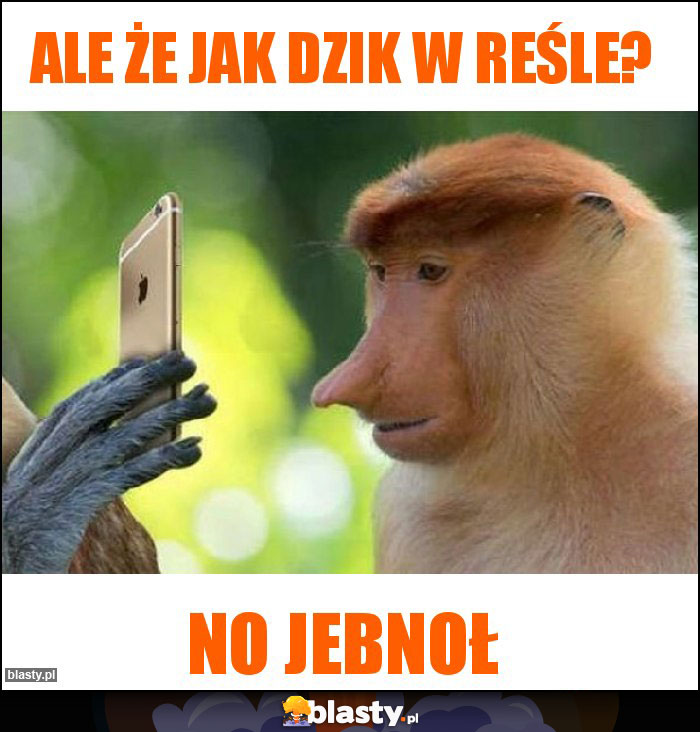 Ale że jak dzik w reśle?