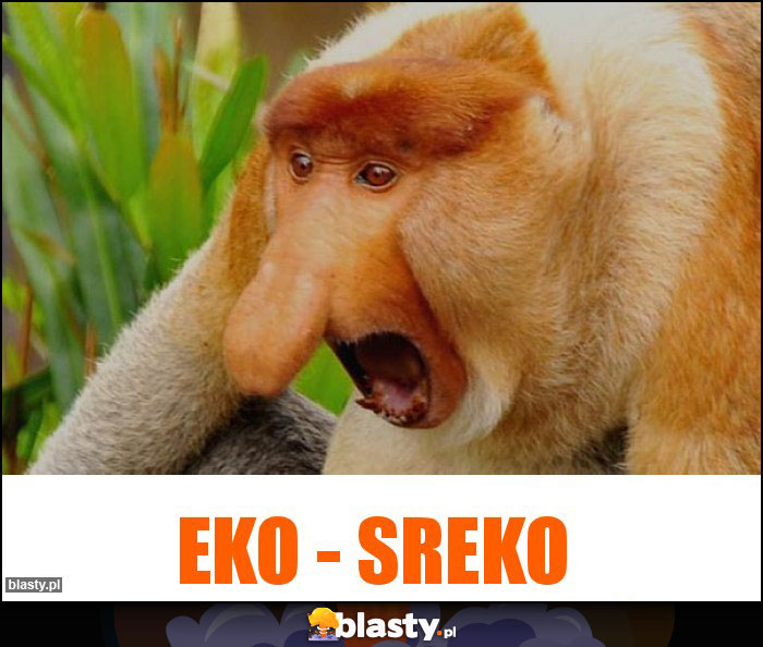 EKO - SREKO