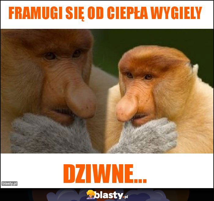 Framugi się od ciepła wygiely