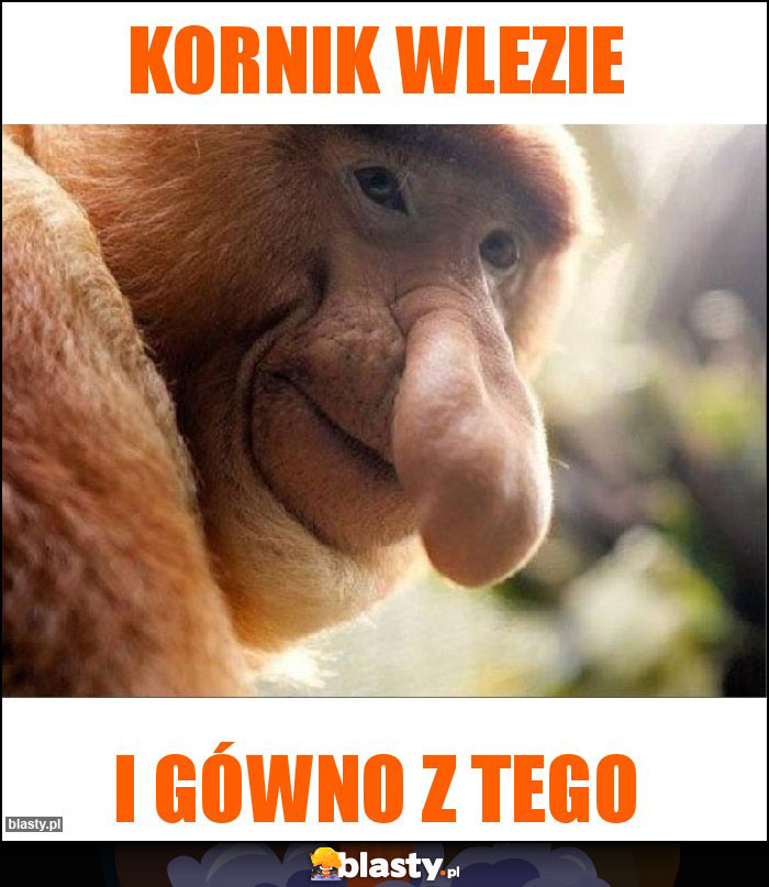 Kornik wlezie