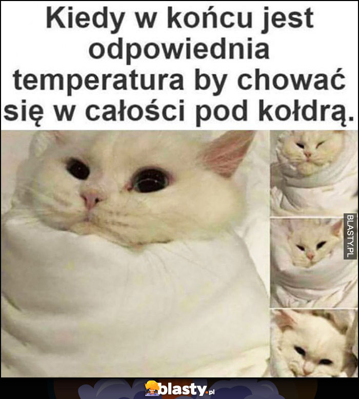Kot kiedy w końcu jest odpowiednia temperatura by chować się w całości pod kołdrą