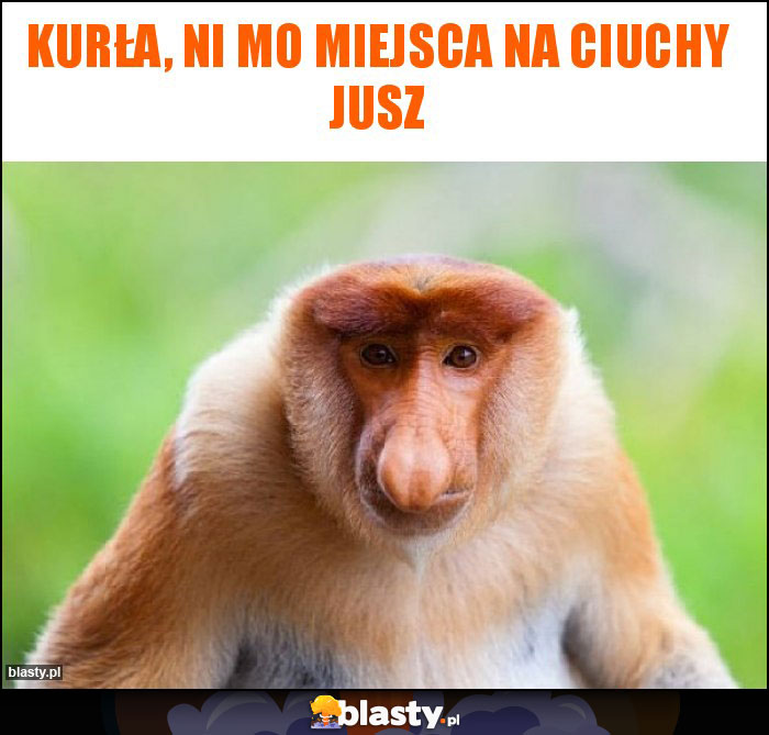 Kurła, ni mo miejsca na ciuchy jusz