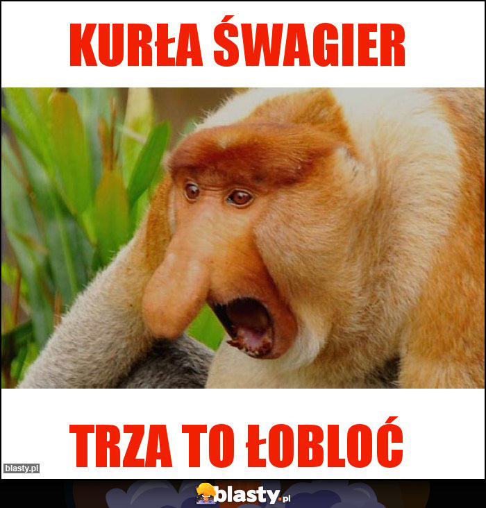 Kurła śwagier