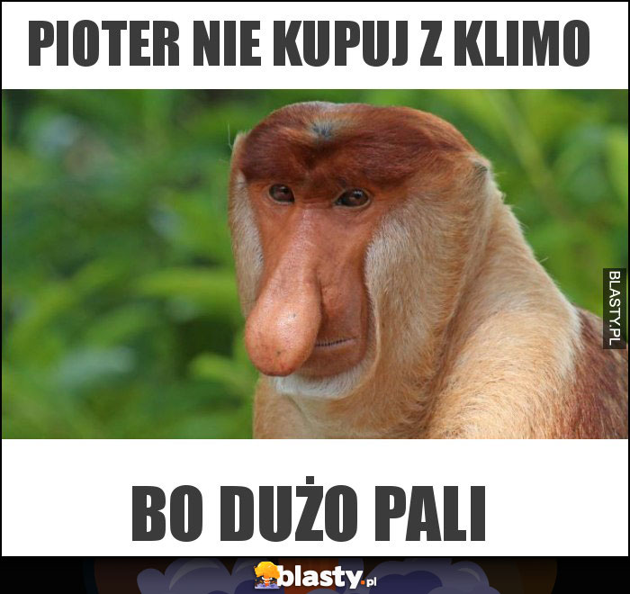 pioter nie kupuj z klimo