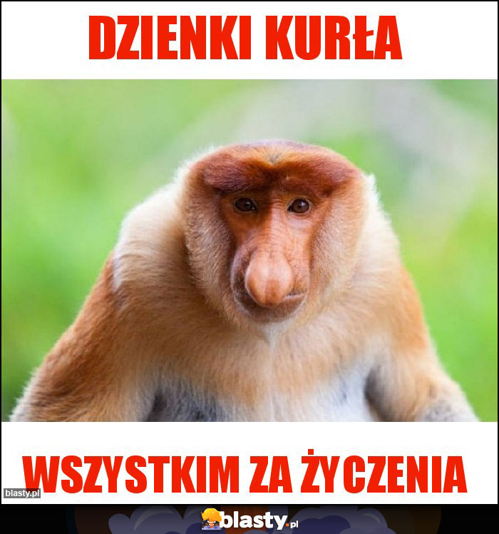 Dzienki kurła