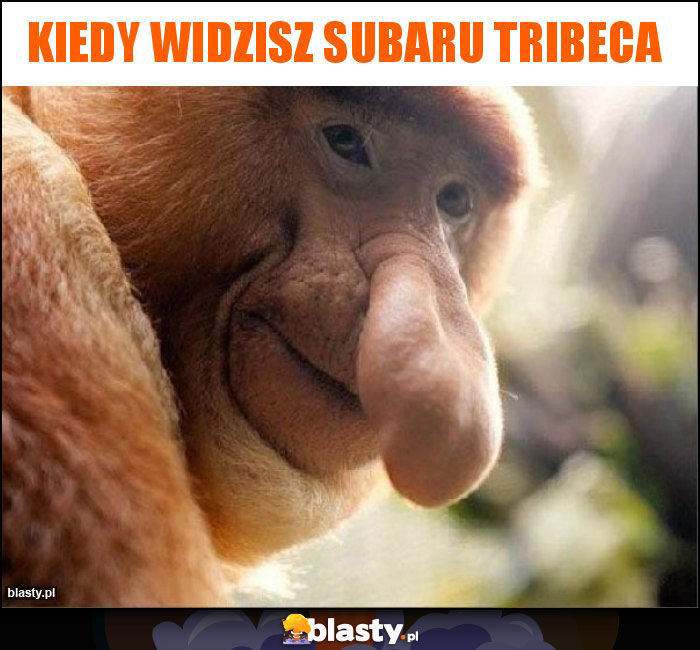 Kiedy widzisz subaru tribeca