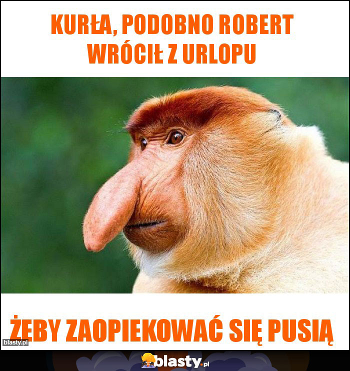 Kurła, podobno Robert wrócił z urlopu