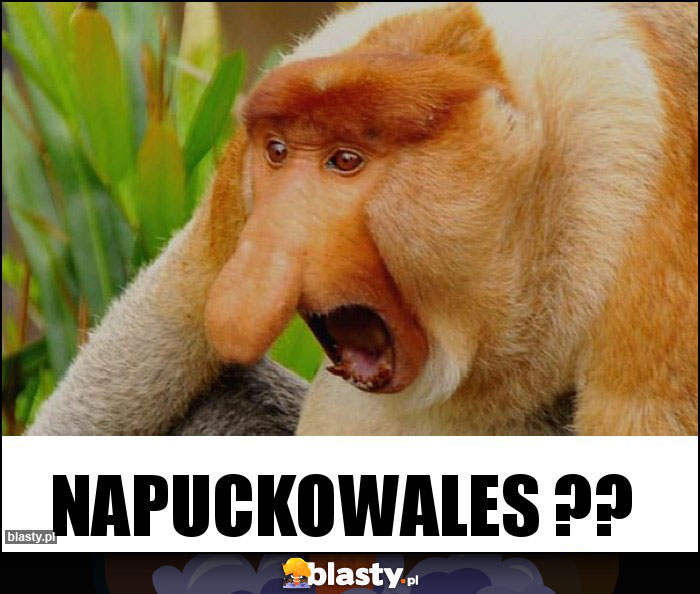 Napuckowales ??