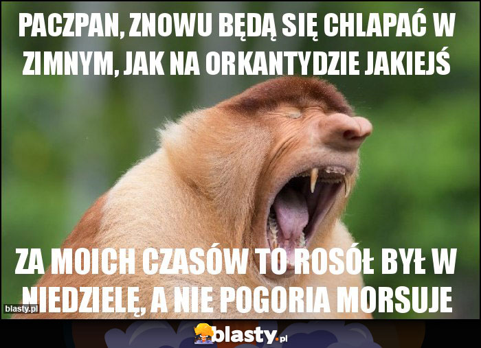 paczpan, znowu będą się chlapać w zimnym, jak na orkantydzie jakiejś