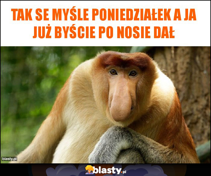 Tak se myśle poniedziałek a ja już byście po nosie dał