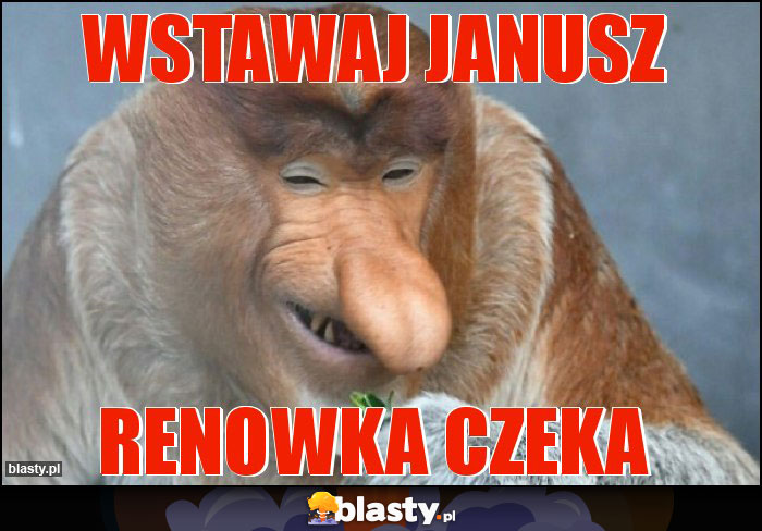 Wstawaj Janusz