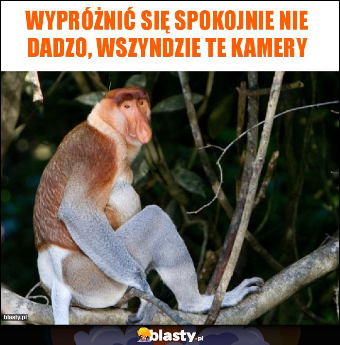 wypróżnić się spokojnie nie dadzo, wszyndzie te kamery