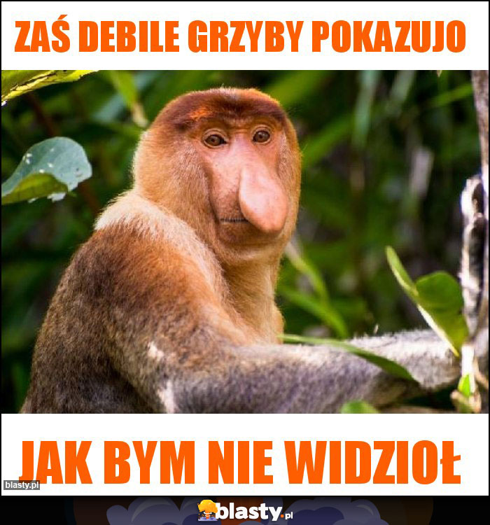 Zaś debile grzyby pokazujo