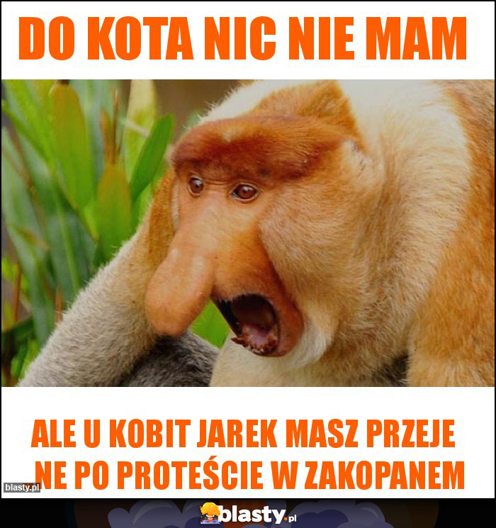 Do kota nic nie mam