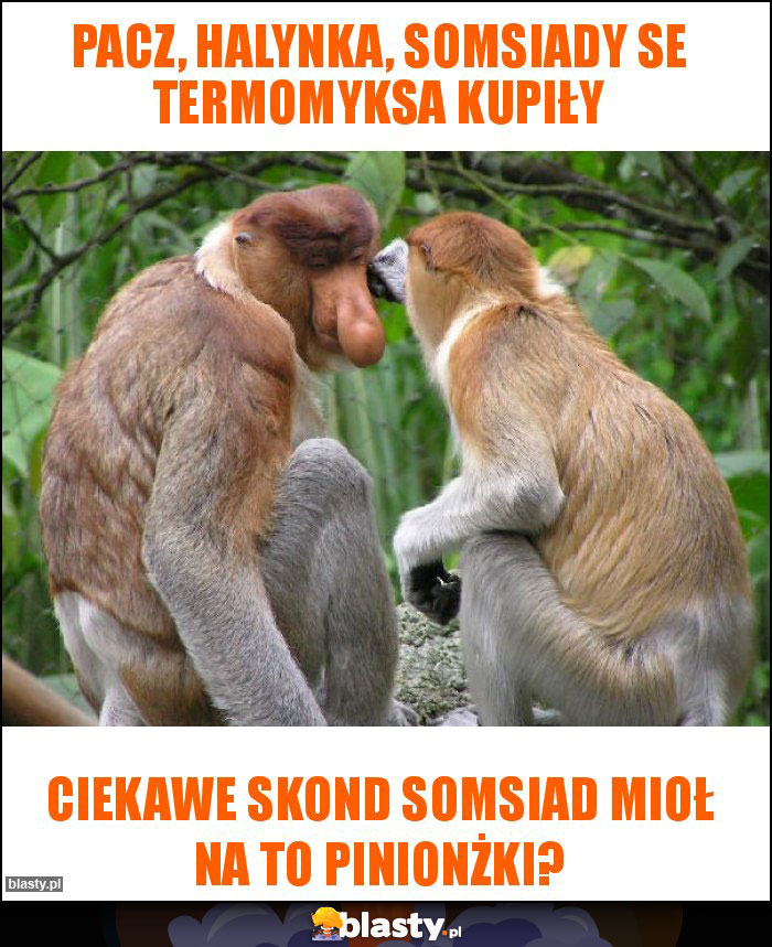 Pacz, HALYNKA, SOMSIADY SE TERMOMYKSA KUPIŁY