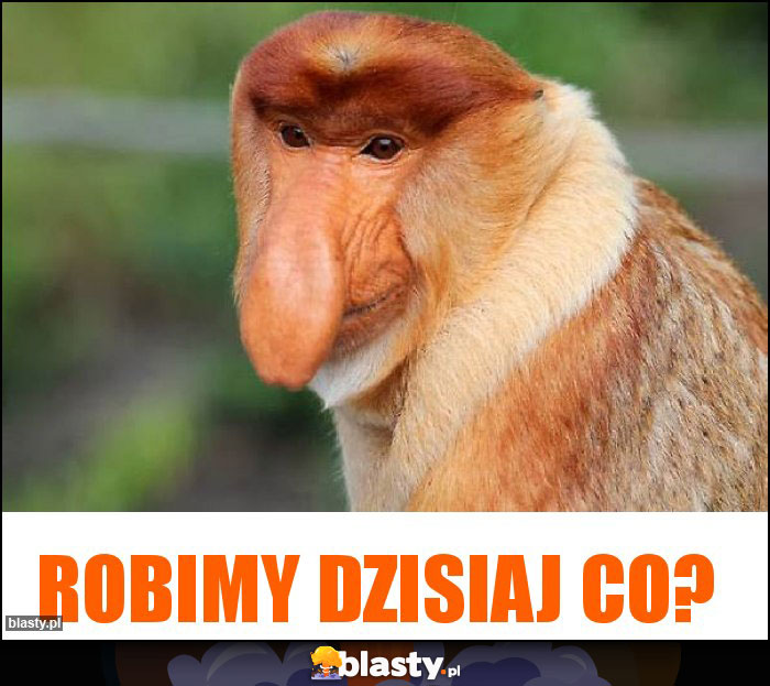 Robimy dzisiaj co?