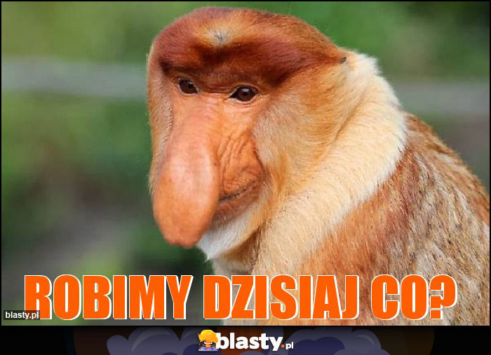 Robimy dzisiaj co?