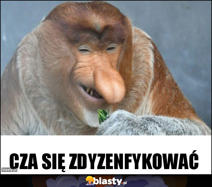 Cza się zdyzenfykować