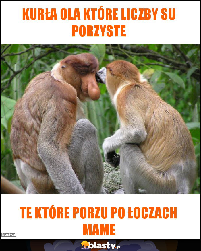 Kurła Ola które liczby su porzyste