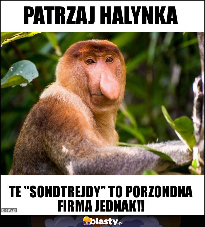 Patrzaj Halynka