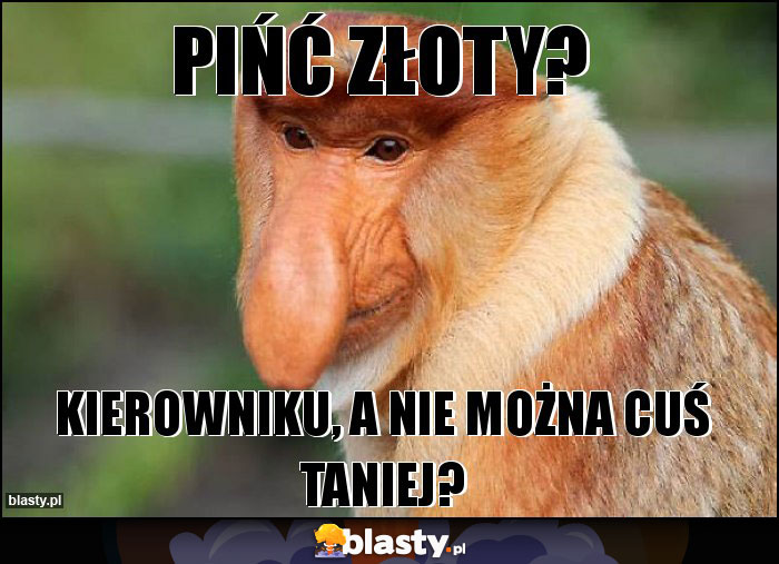 PIŃĆ ZŁOTY?