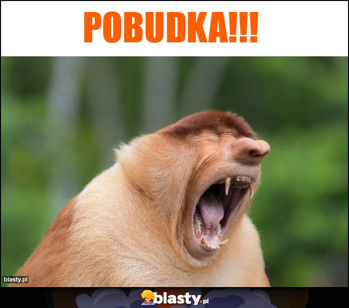 Pobudka!!!