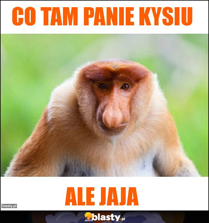 Co tam Panie Kysiu