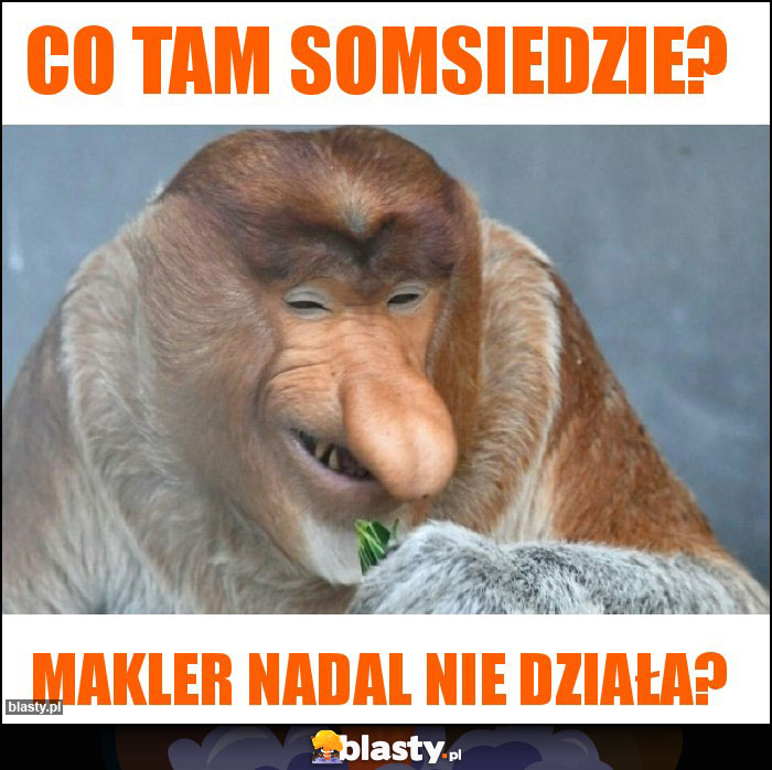 Co tam somsiedzie?