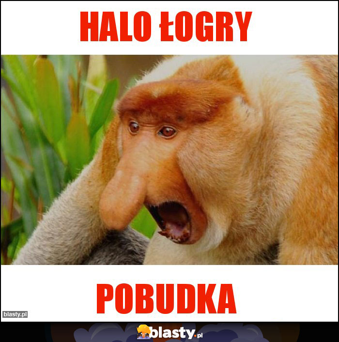 Halo Łogry