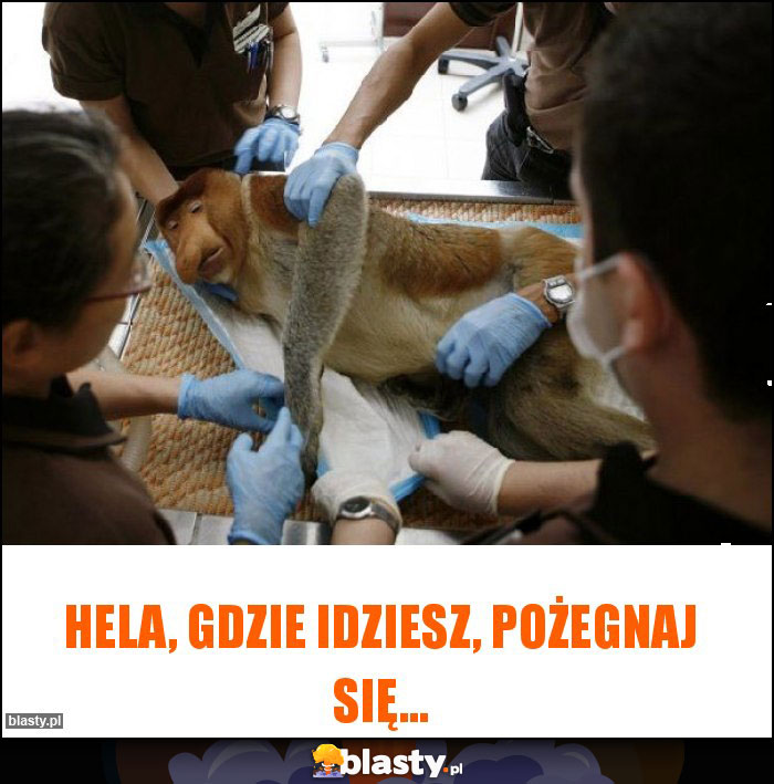 Hela, gdzie idziesz, pożegnaj się...