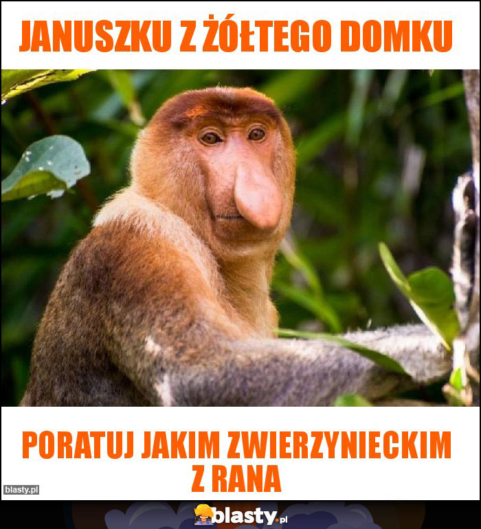 Januszku z żółtego domku