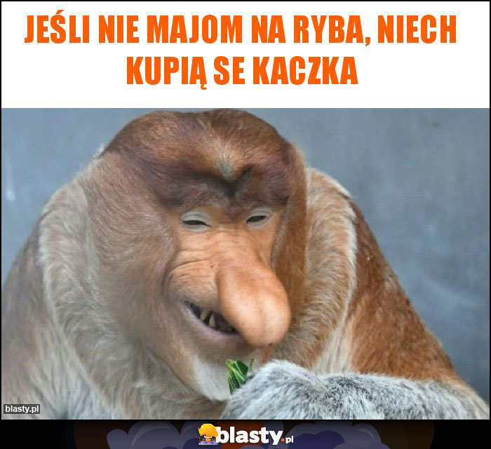 Jeśli nie majom na ryba, niech kupią se kaczka