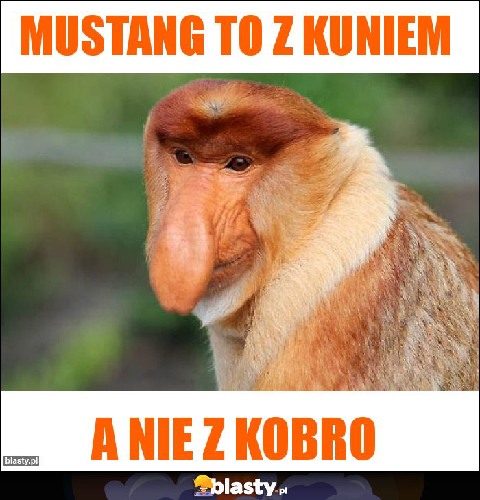 Mustang to z kuniem