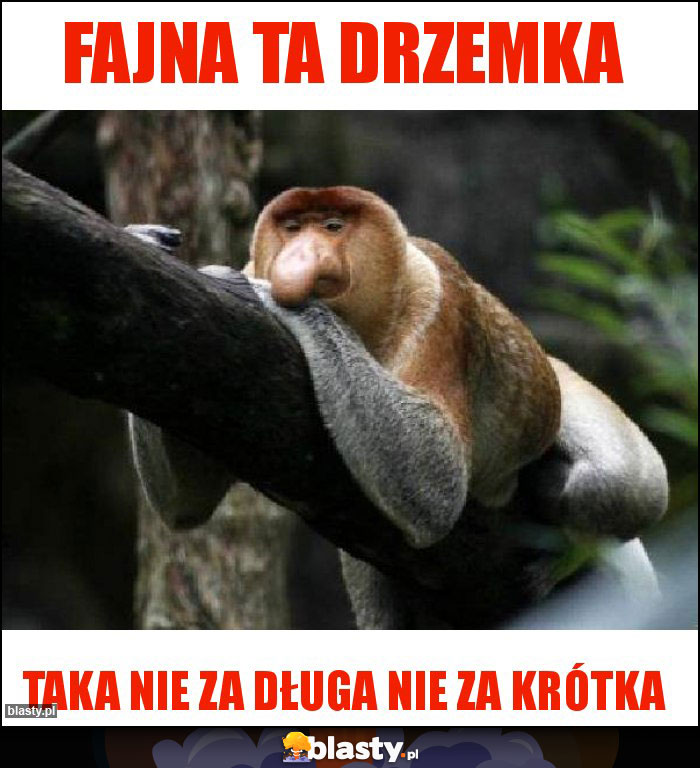 Fajna ta drzemka