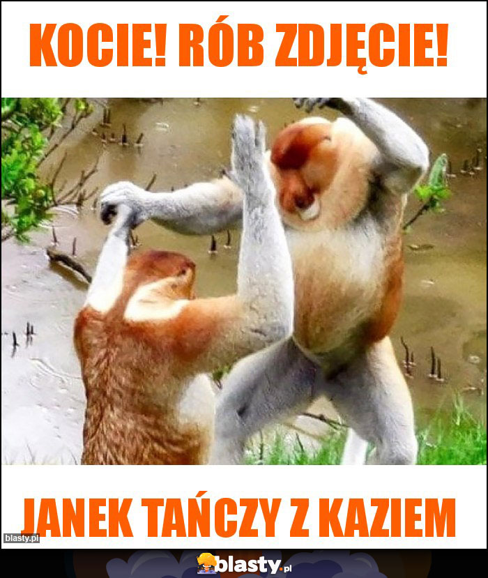 Kocie! Rób zdjęcie!